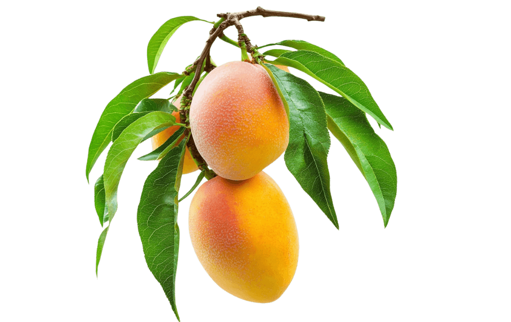 hapusmango-2